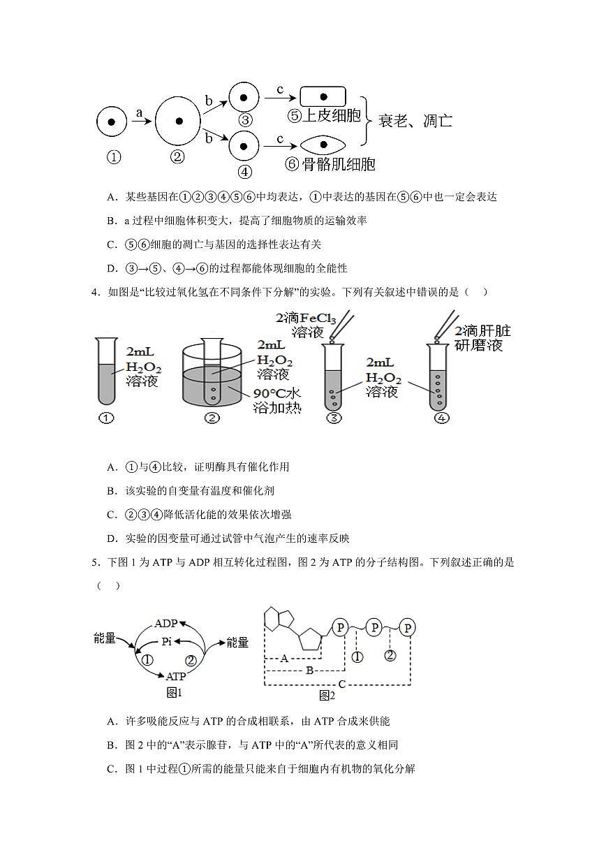 河南省驻马店市新蔡县第一高级中学2024-2025学年高一下学期3月月考生物学试题（含答案）第2页