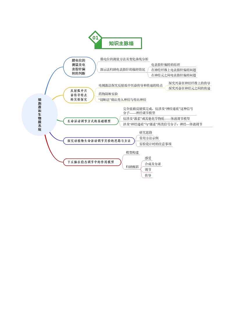 第30讲 动物生命活动调节的综合分析（知识清单）（全国通用）（原卷版）第2页