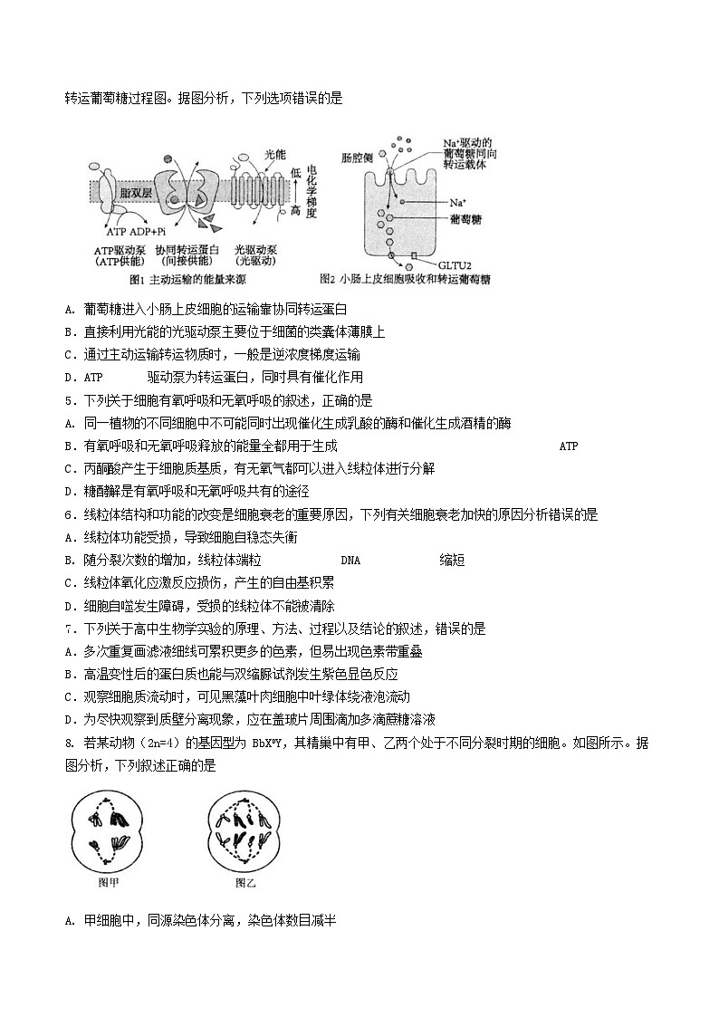 江苏省扬州市高邮市2026届高三上学期10月学情调研考试 生物试卷第2页