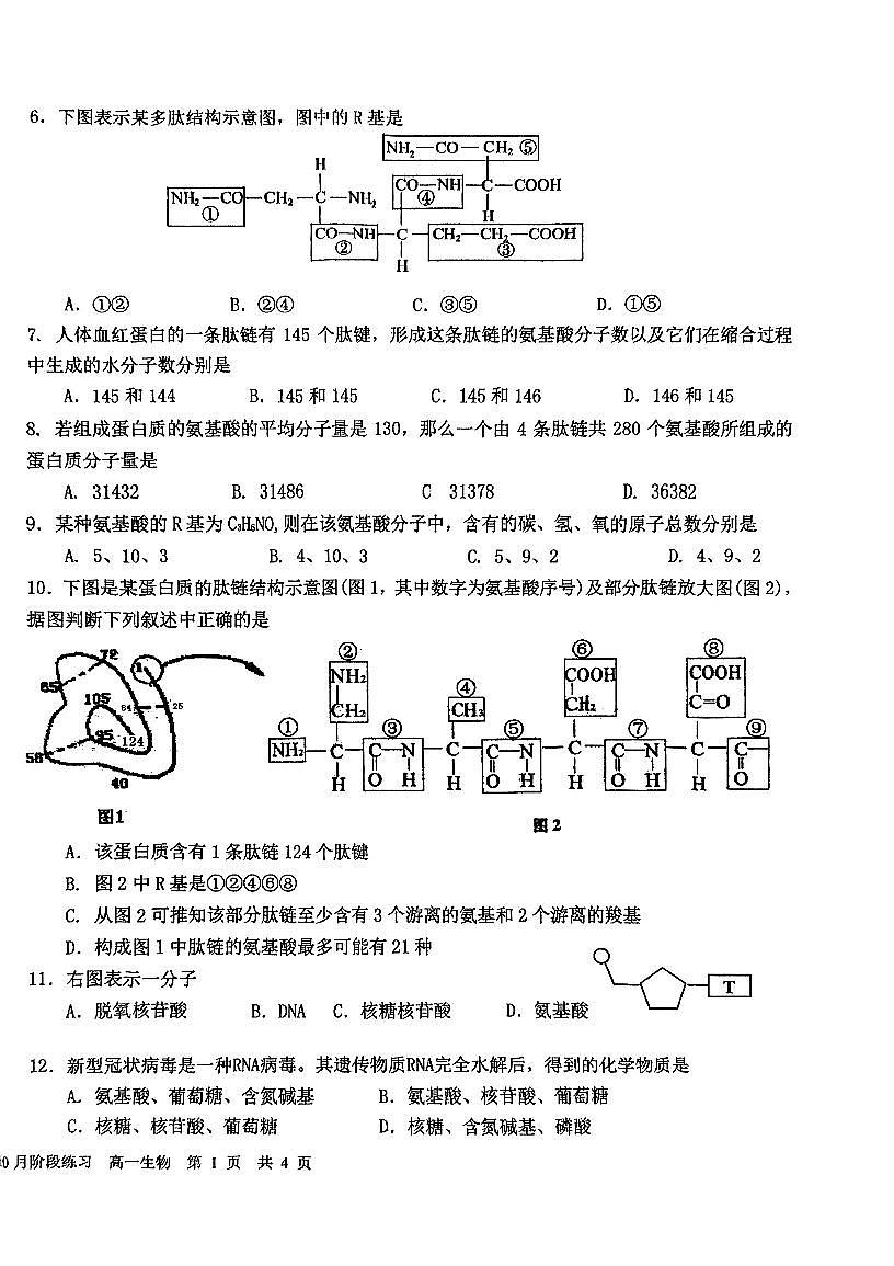 2025北京一六一中高一上10月月考生物试卷 有答案第2页
