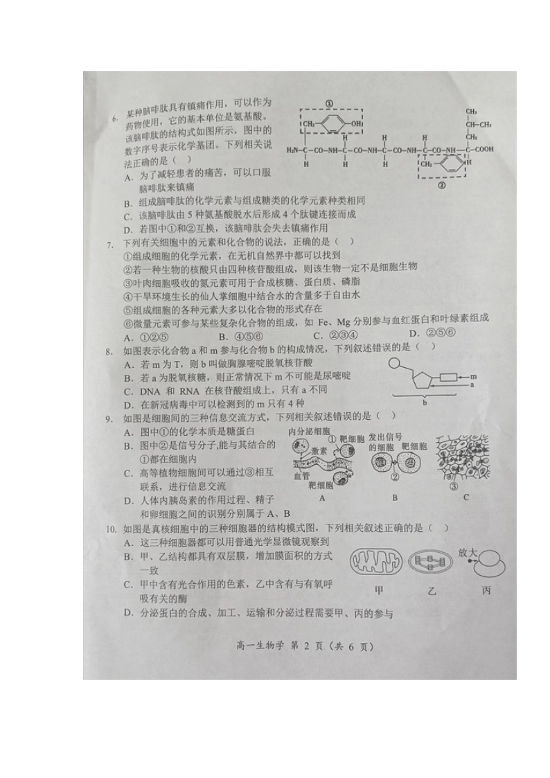湖南省怀化市2024-2025学年高一上学期期中考试生物试题第2页