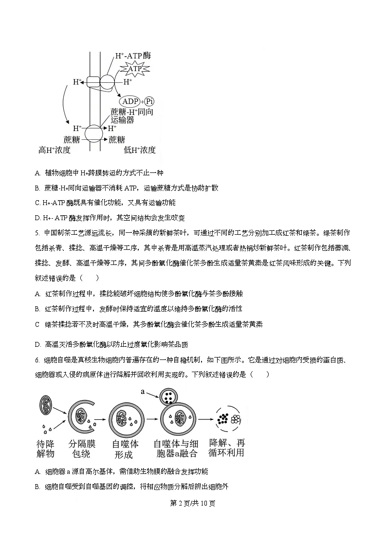 湖南省多校联考2026届高三上学期10月月考生物试题（原卷版）第2页