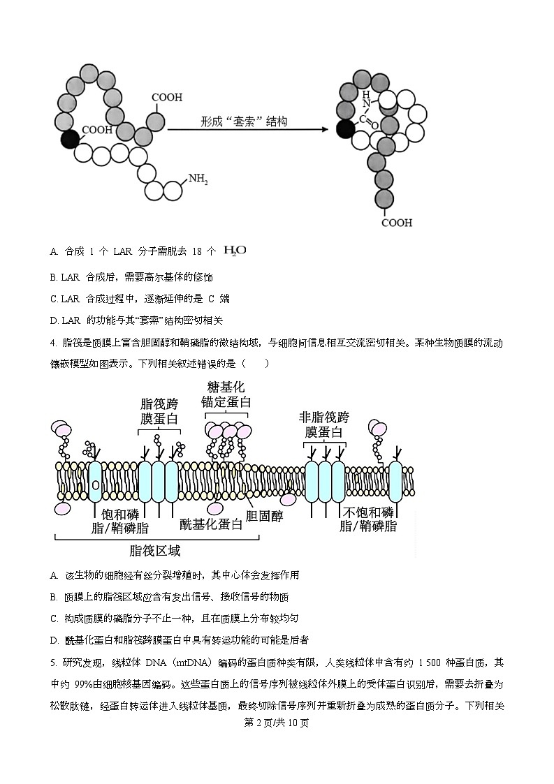 安徽省部分学校2026届高三上学期十月调研考试生物试题（合肥专版）（原卷版）第2页