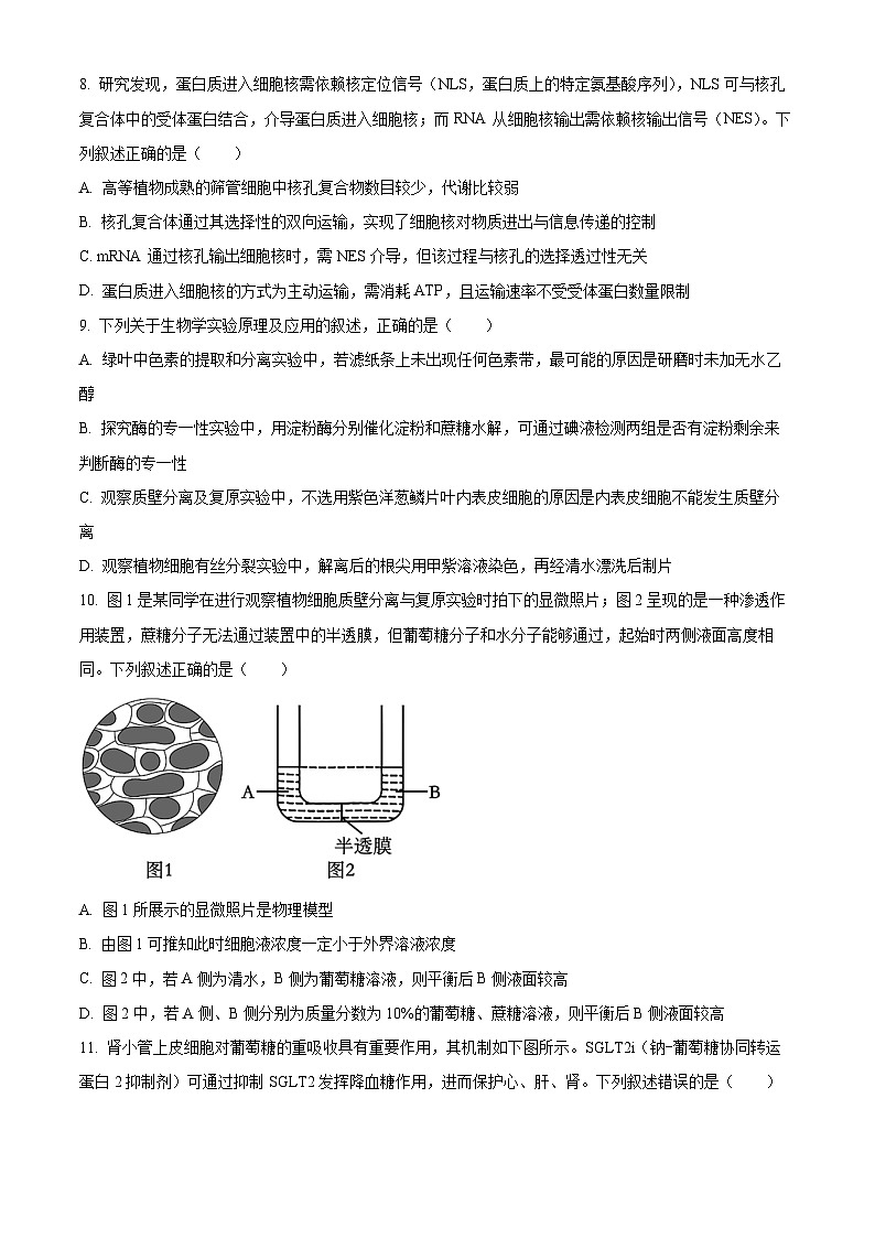 安徽省鼎尖名校大联考2026届高三上学期10月月考生物试题A （原卷版）第3页