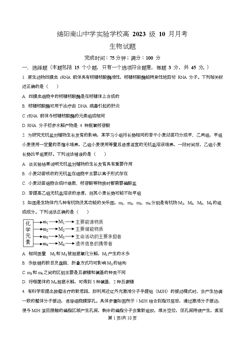 四川省绵阳市南山中学实验学校2026届高三上学期10月月考生物试题（原卷版）第1页
