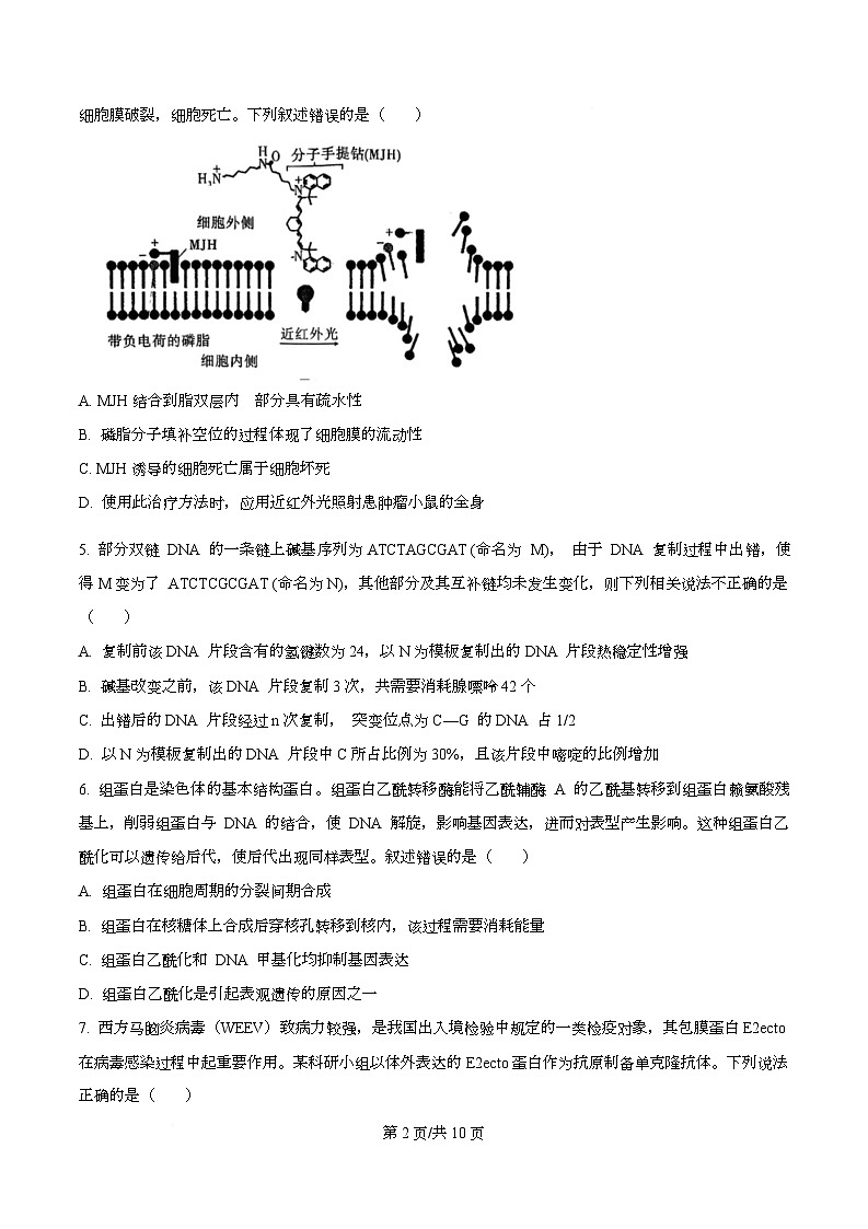 四川省绵阳市南山中学实验学校2026届高三上学期10月月考生物试题（原卷版）第2页
