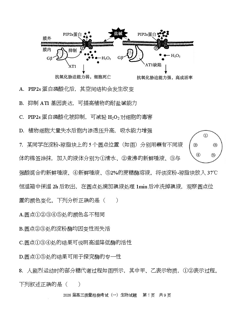陕西省西安中学2026届高三上学期10月质量检测考试（一）生物第3页