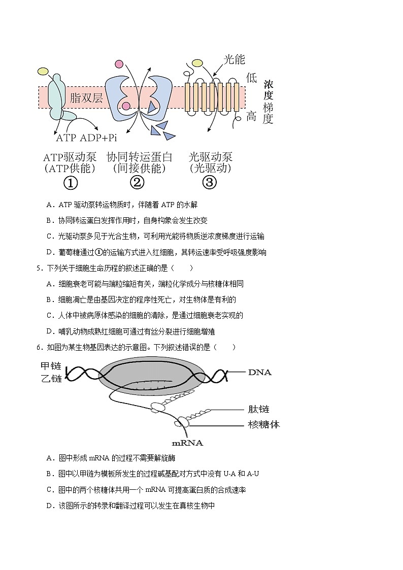 河南省青桐鸣2025-2026学年高二上学期9月大联考生物试卷（Word版附答案）第2页