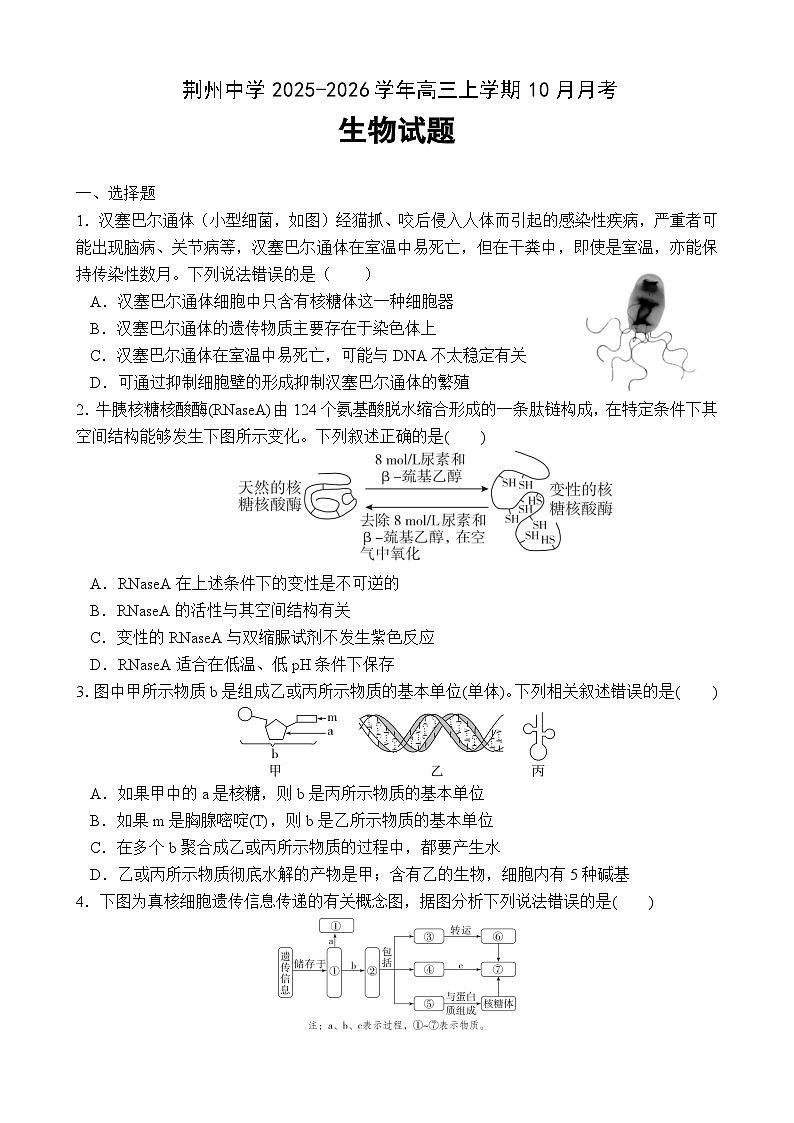 生物-湖北省荆州中学2025-2026学年高三上学期10月月考试题及答案第1页