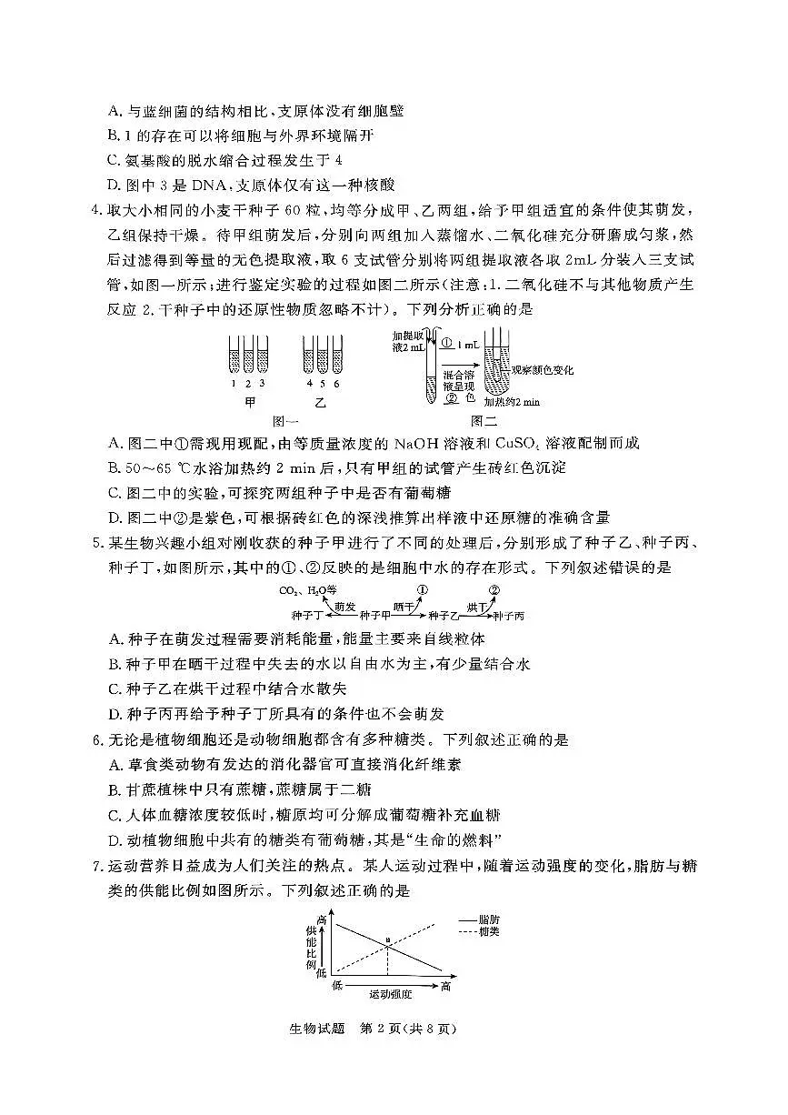 河南驻马店2024-2025学年（上）高一上册期中考试生物试题含答案第2页