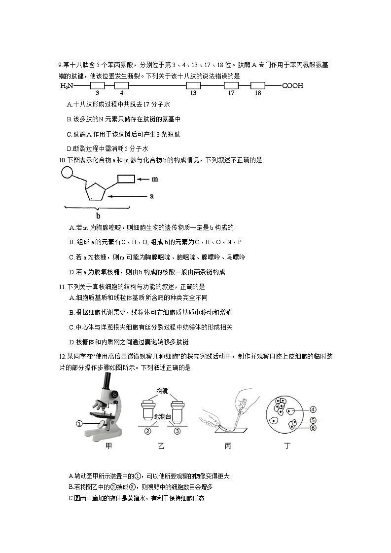 广东省惠州市惠城区惠州市第八中学2025-2026学年高一上学期10月月考生物试题（无答案）第3页