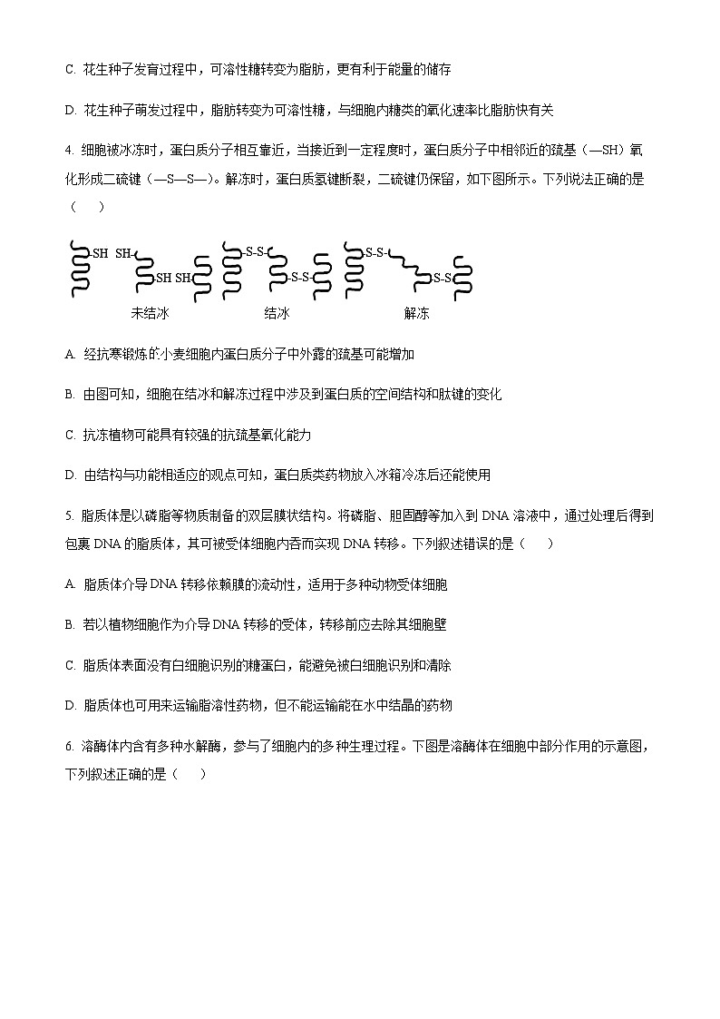 广东省汕尾市陆河县陆河外国语学校2025-2026学年高三上学期10月月考生物试题（含答案）第2页