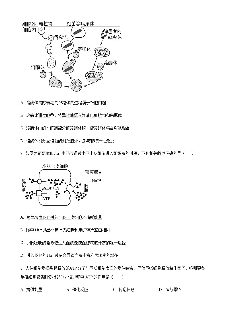 广东省汕尾市陆河县陆河外国语学校2025-2026学年高三上学期10月月考生物试题（含答案）第3页
