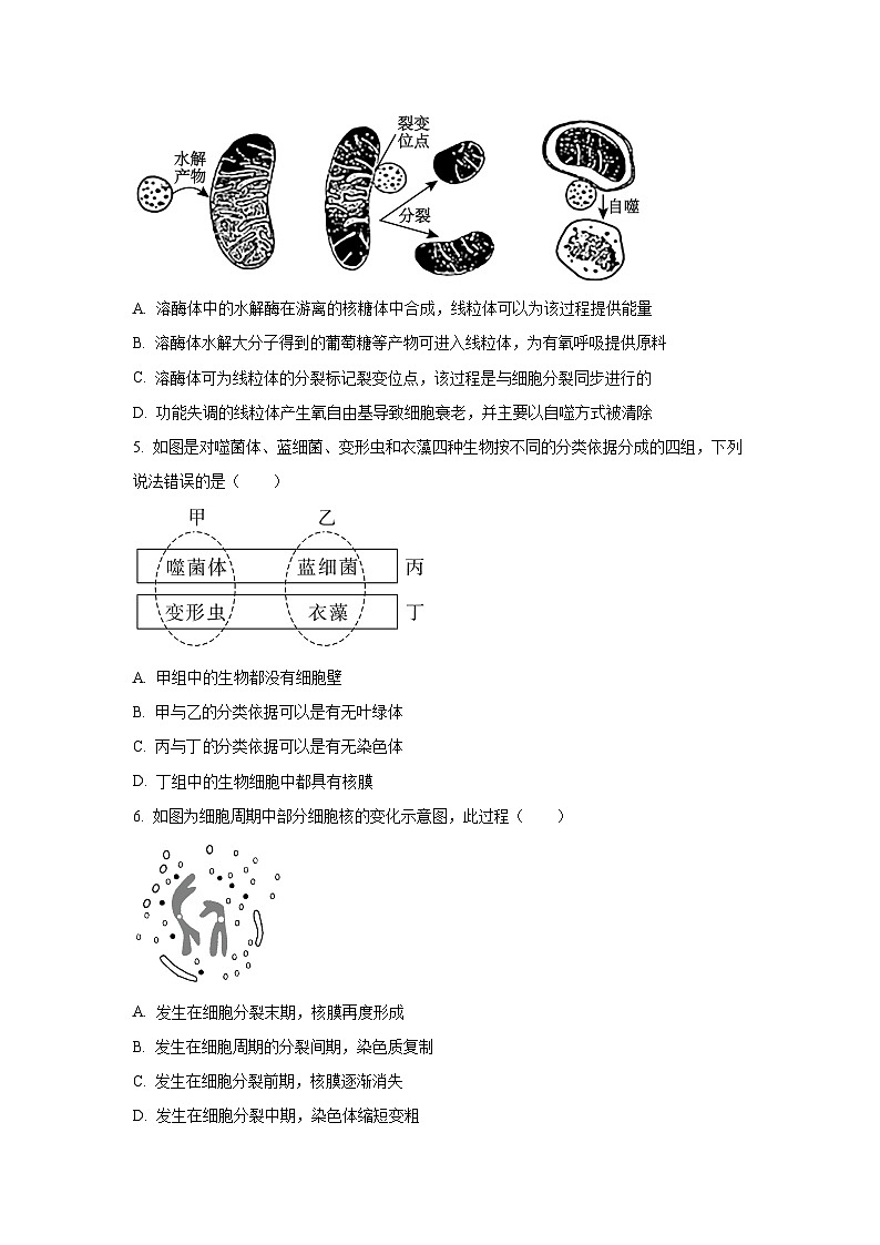 2025~2026学年江苏省盐城市五校高三（上）10月月考生物试题（学生版）第2页