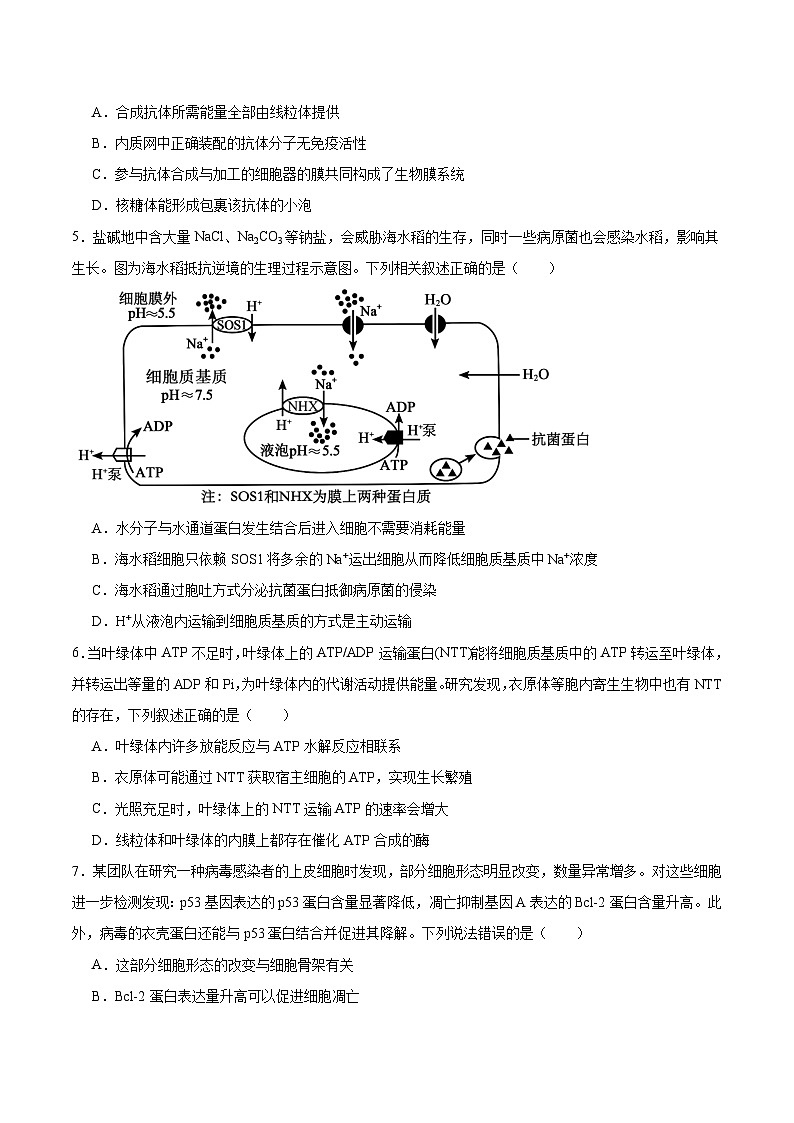 贵州省贵阳市七校联盟2026届高三上学期联合考试（一）生物试题（Word版附答案）第2页