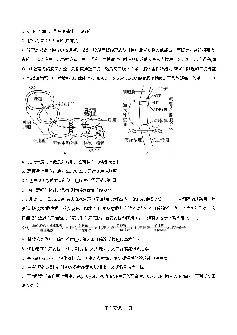 重庆市名校联盟2025-2026学年高三上学期10月第一次联考生物试题  Word版无答案第2页