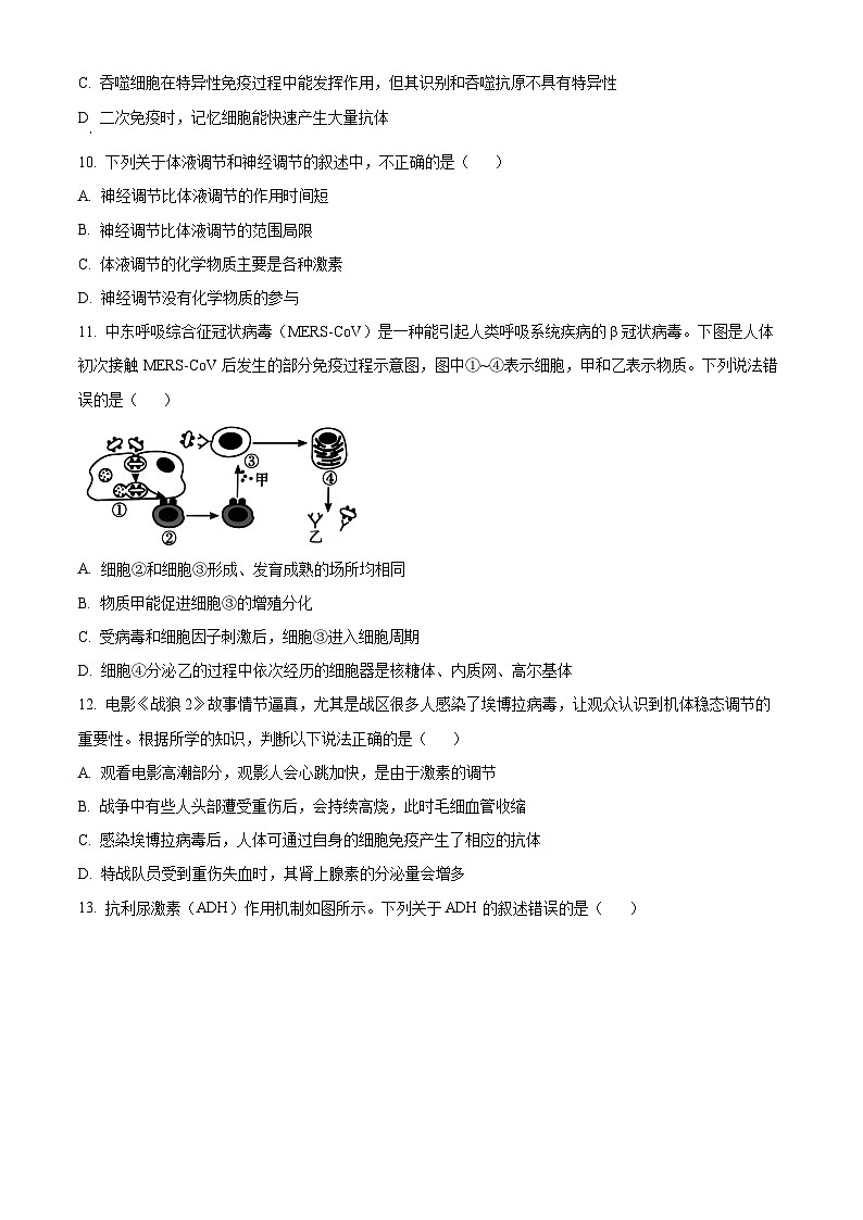 广东省清远市四校联盟2023-2024学年高二11月期中生物试题（含答案）第3页