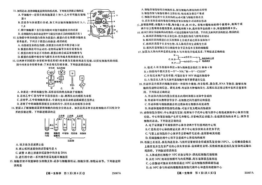 吉林省四平市普通高中2024-2025学年高一上学期期中教学质量检测生物试题含答案第2页