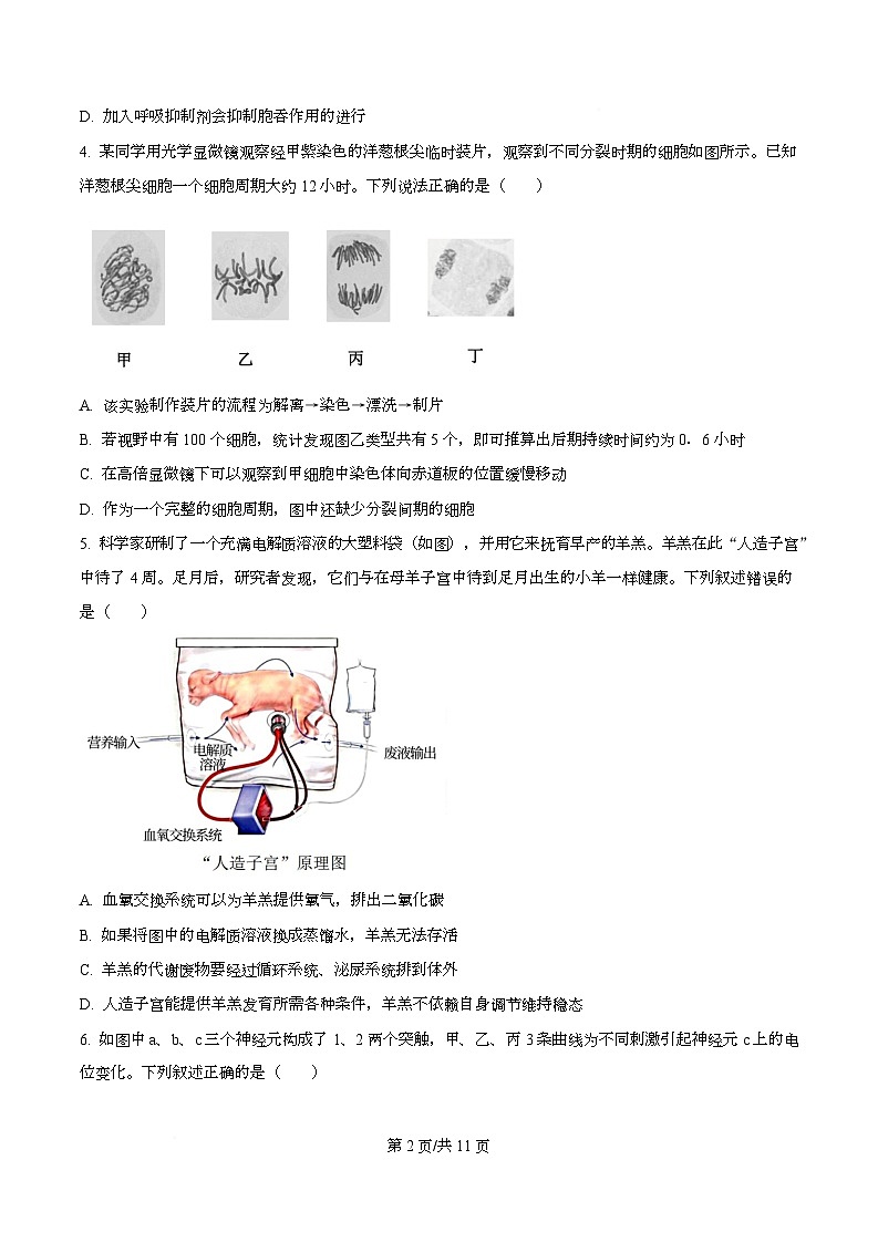 四川省成都市双流中学2026届高三上学期10月月考生物试卷（原卷版）第2页