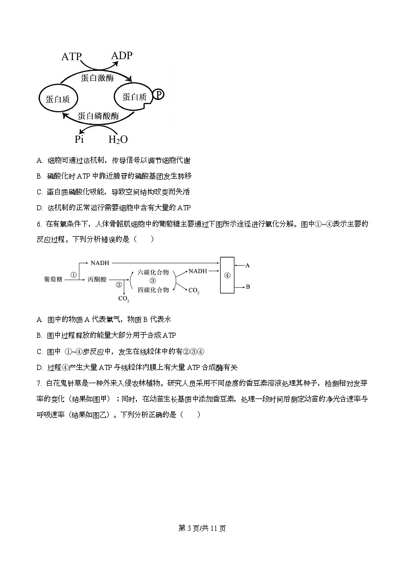 2026届四川省绵阳市高三第一次诊断性考试生物试题（原卷版）第3页