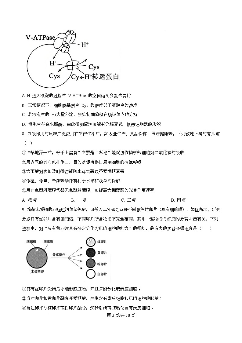 四川省绵阳市涪城区四川省绵阳南山中学2026届高三上学期10月月考生物试题（原卷版）第3页