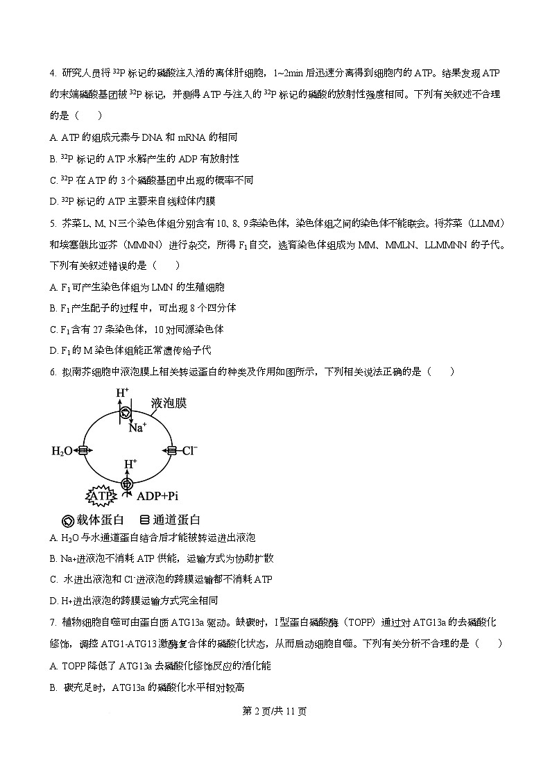 辽宁省县域重点高中2025-2026学年高三上学期期中考试生物试卷  Word版无答案第2页