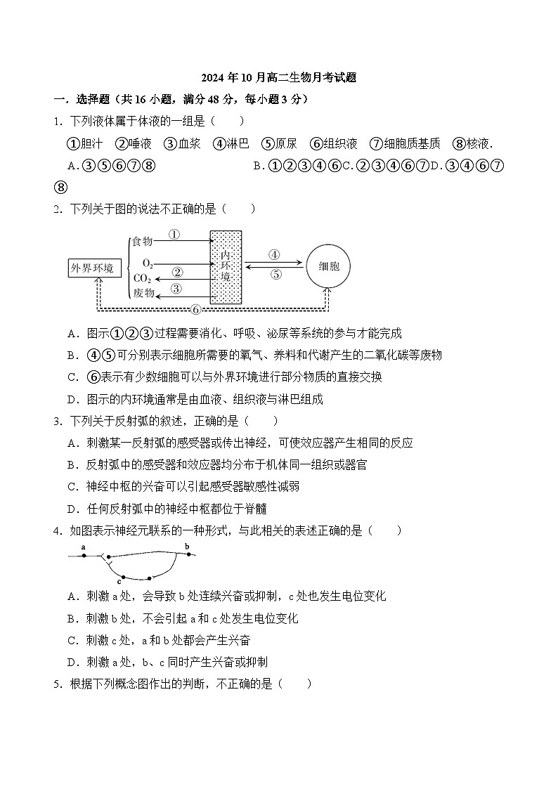 湖南省岳阳市岳阳县第一中学2024-2025学年高二上学期10月月考生物试题第1页