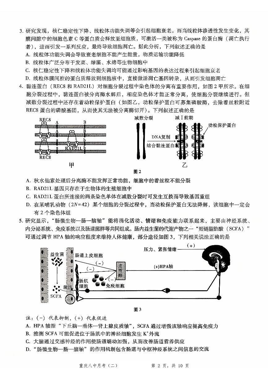 2026重庆市第八中学高三年级高考适应性月考卷（二）生物试卷（含答案）第2页