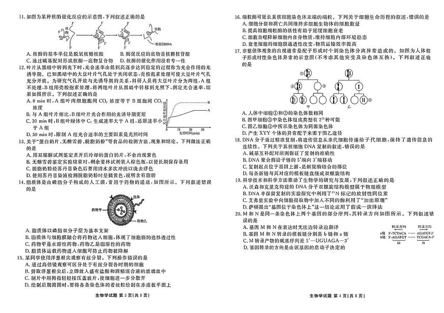 河北省枣强中学2025-2026学年高三上学期11月期中考试生物试题第2页