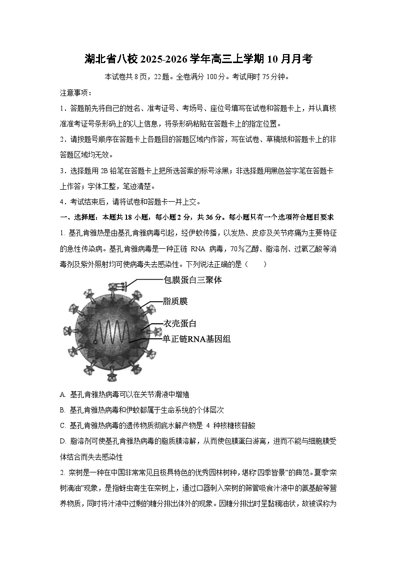 2025~2026学年湖北省八校高三（上）10月月考生物试题（学生版）第1页