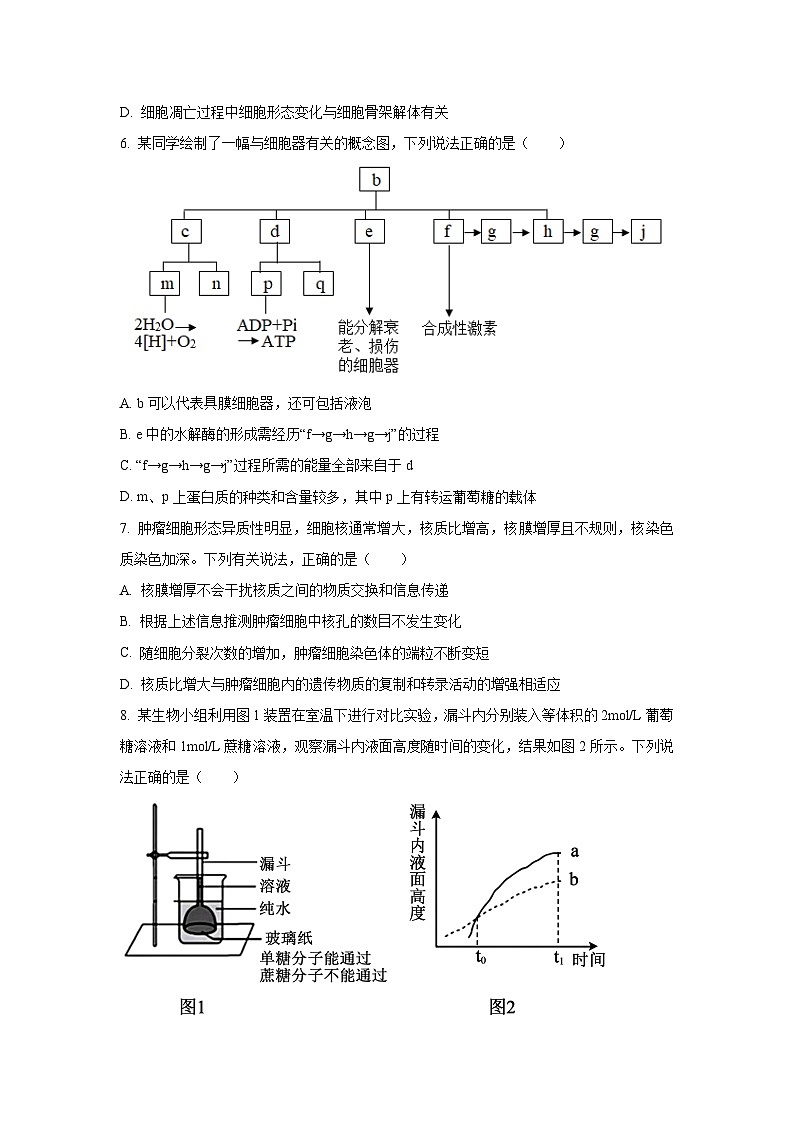 2025~2026学年湖北省八校高三（上）10月月考生物试题（学生版）第3页