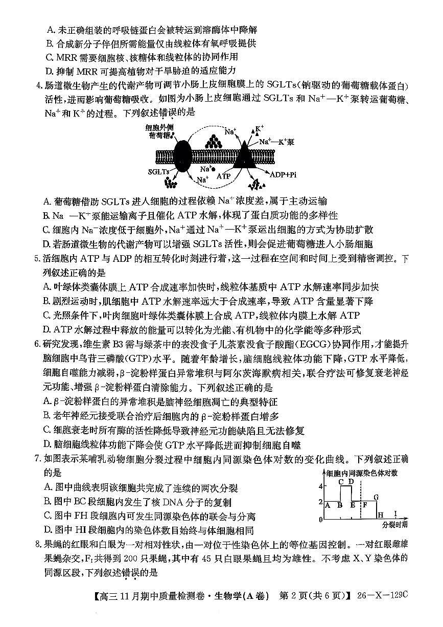 山西三晋卓越联盟（天成大联考）2025-2026高三上学期期中质量检测生物试卷（含答案）第2页