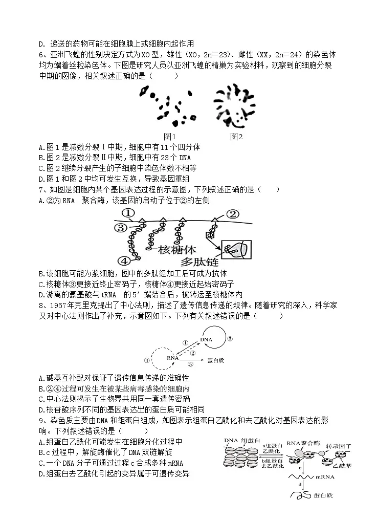 江苏省无锡市澄宜六校2025-2026学年高三上学期10月生物试题第2页
