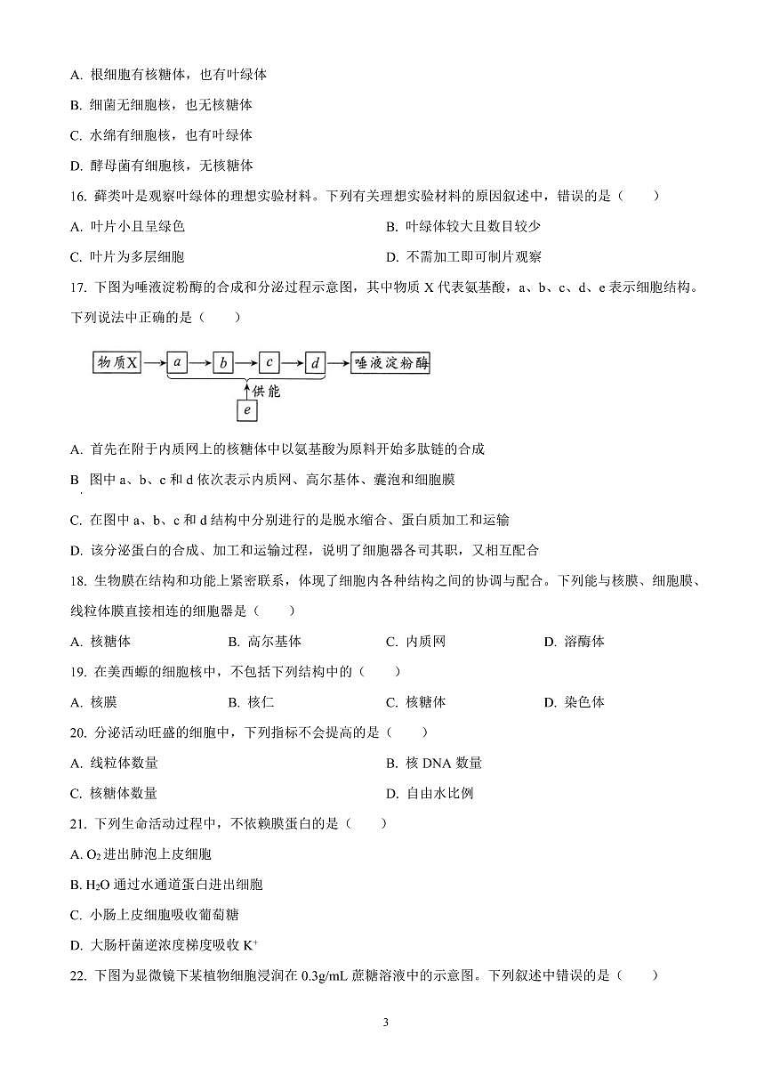 四川省绵阳市2024-2025学年高一上学期11月期中考试生物试题含答案第3页