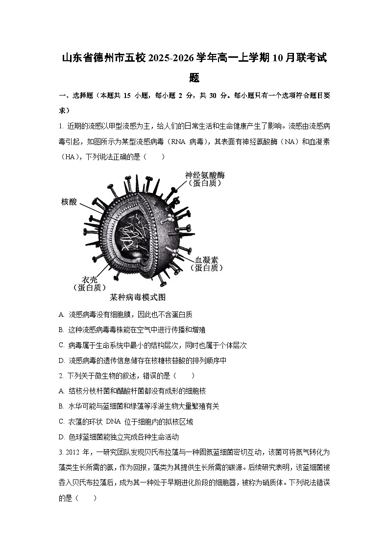 【生物】山东省德州市五校2025-2026学年高一上学期10月联考试题（学生版）第1页