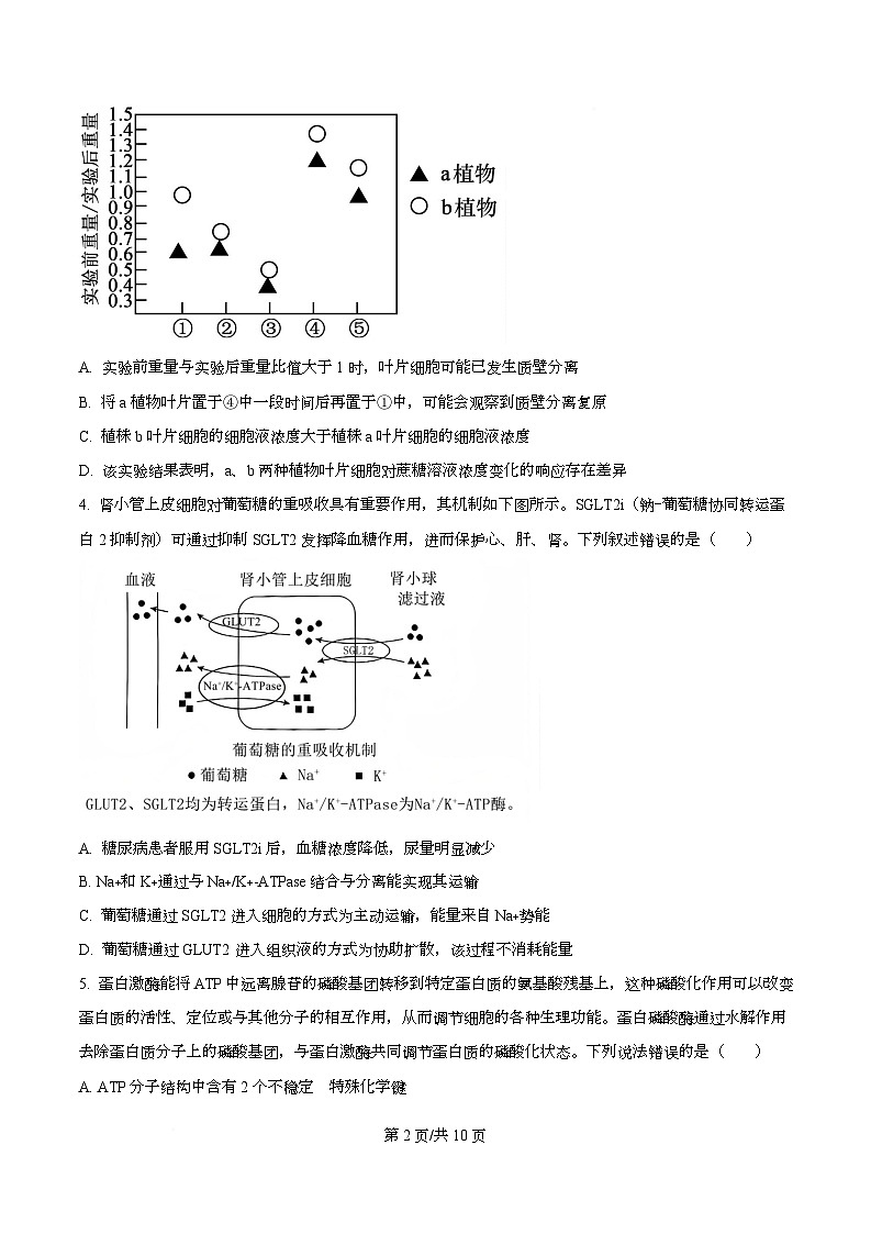 四川省成都市双流棠湖中学2026届高三上学期10月月考生物试题（原卷版）第2页