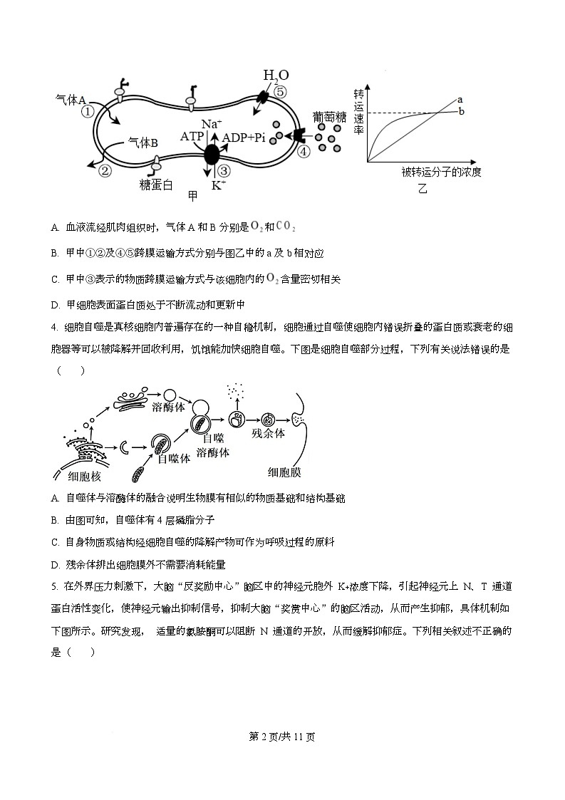 四川省绵阳市第一中学2026届高三上学期期中考试生物试题（原卷版）第2页