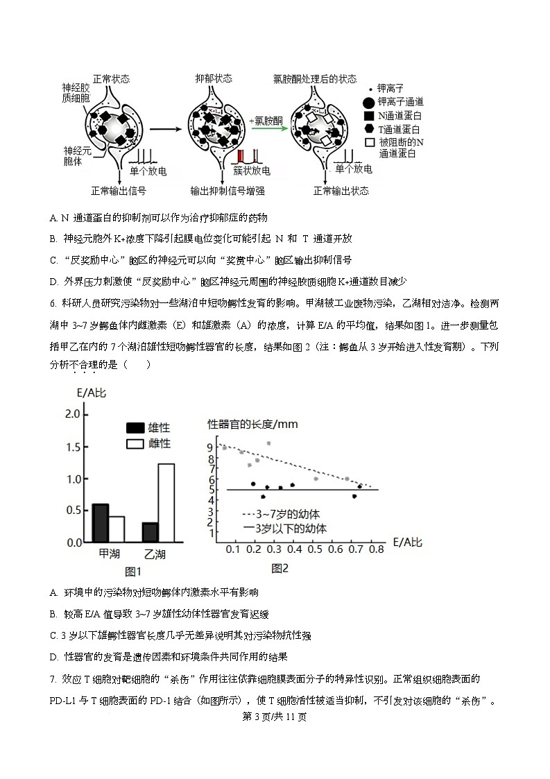 四川省绵阳市第一中学2026届高三上学期期中考试生物试题（原卷版）第3页