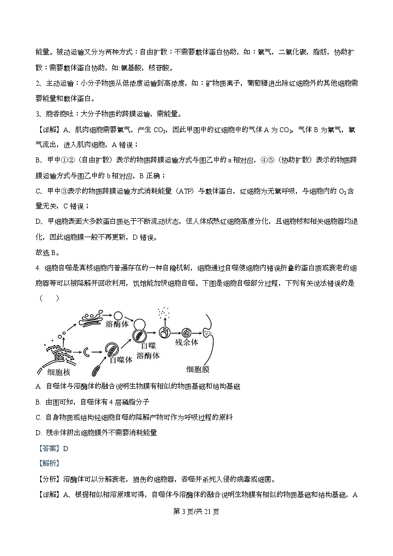四川省绵阳市第一中学2026届高三上学期期中考试生物试题 Word版含解析第3页