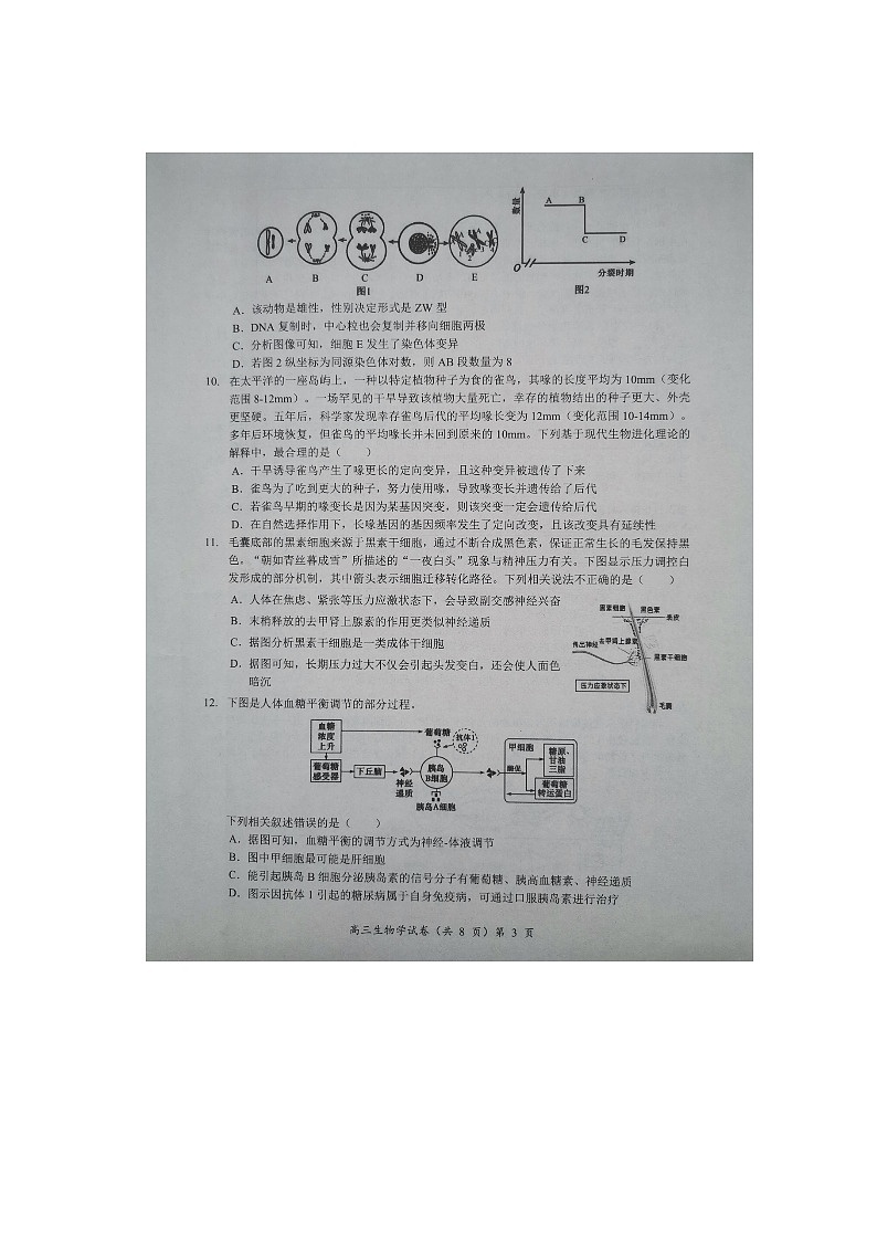 【预约】2025-2026学年度湖北省高三上学期期中考试-生物试题第3页