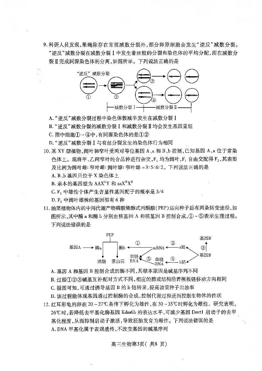山东省烟台市2026届高三上学期11月期中学业水平诊断生物试卷+答案第3页