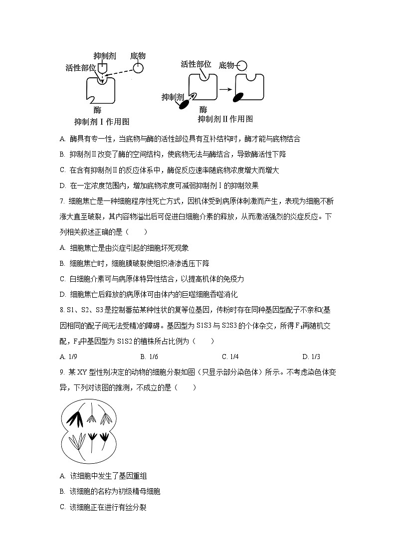 四川省部分学校2026届高三上学期10月联考生物试卷（学生版）第3页