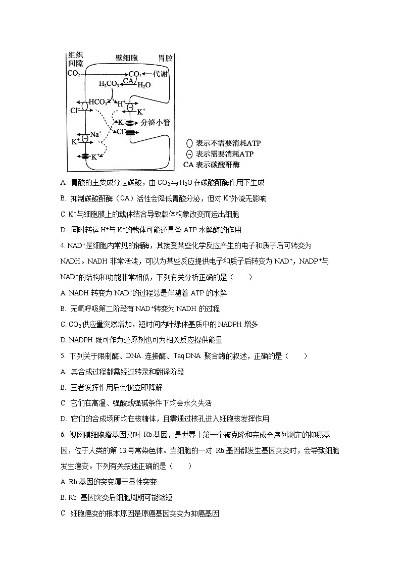 湖南省部分学校2026届高三上十月阶段监测联考生物试卷（学生版）第2页