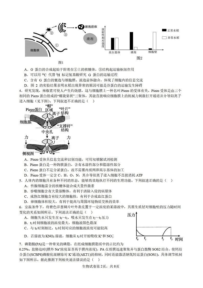 安徽省合肥市六校联考2025年秋季高三上学期期中考试生物试卷第2页