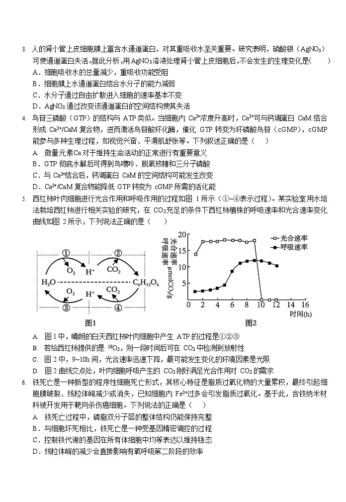 安徽省合肥一中2025-2026学年高三上学期期中考试生物试卷第2页