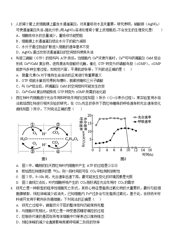 安徽省合肥一中2025-2026学年高三上学期期中考试生物试卷第2页