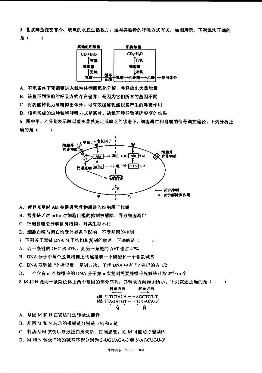 辽宁省沈阳市辽宁实验中学2025-2026学年高三上学期期中生物试卷第2页