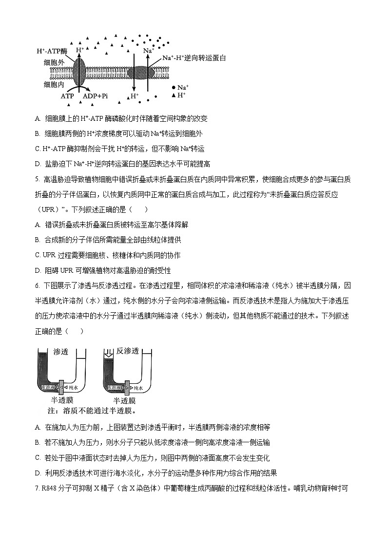 精品解析：黑龙江省哈尔滨师范大学附属中学2025-2026学年高三上学期期中考试生物试题（原卷版）第2页