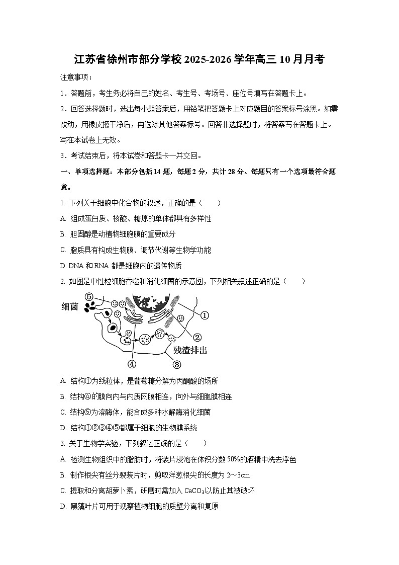 江苏省徐州市部分学校2025-2026学年高三上10月月考生物试卷（学生版）第1页