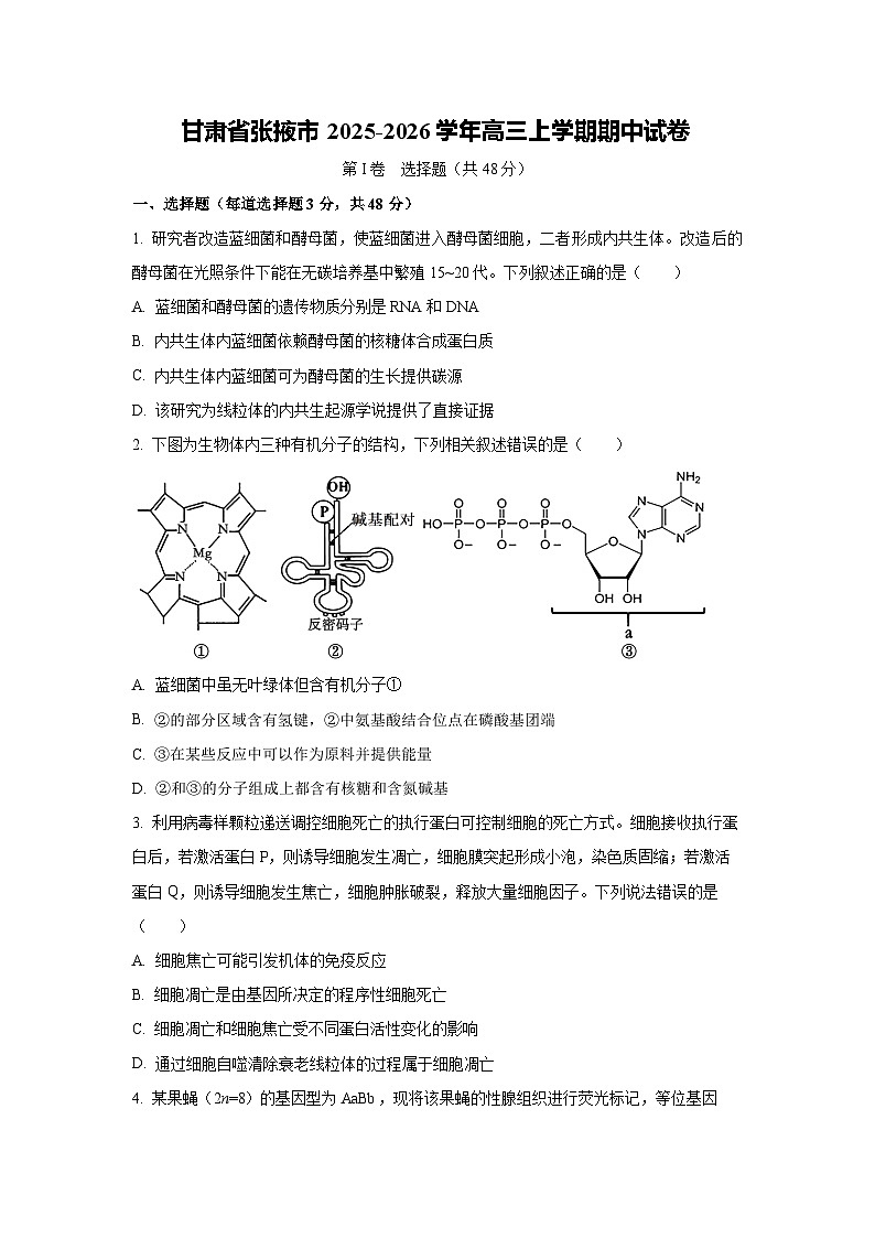 甘肃省张掖市2025-2026学年高三上学期期中生物试卷（学生版）第1页